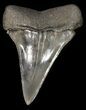 Sharp, Fossil Mako Shark Tooth - Georgia #42267-1